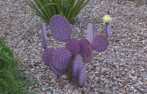 Nopal Morado La verdad y el mito de la "Zona del Silencio"