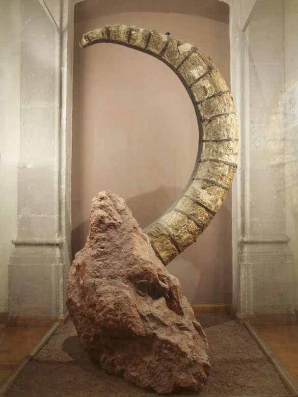 Colmillo de mamut